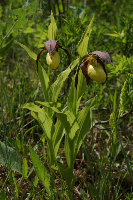 Fot. 2. Obuwik pospolity – gatunek rośliny z załącznika II Dyrektywy Siedliskowej.