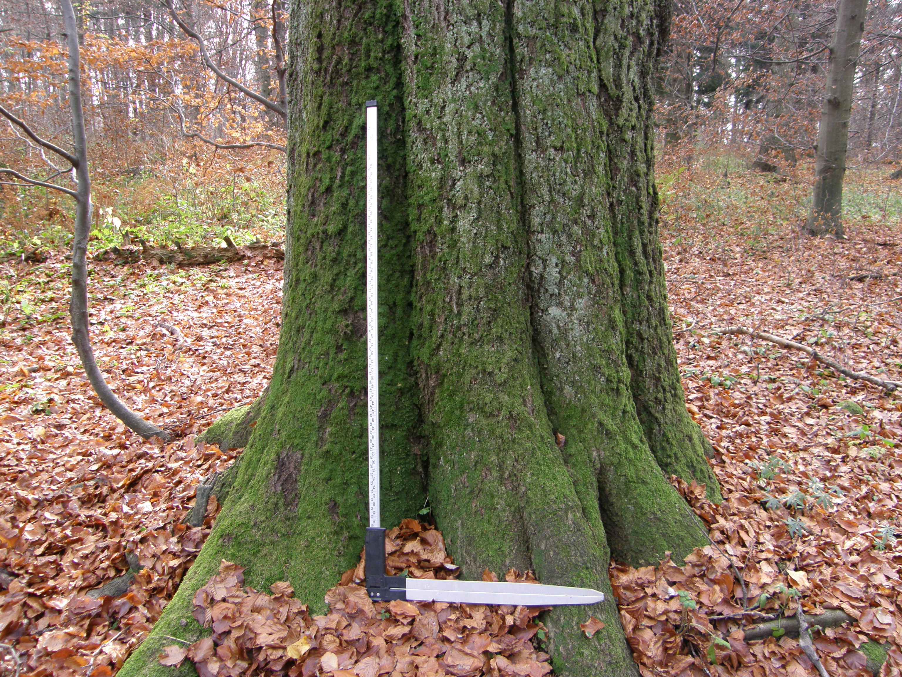 Fot. 2. Drugi, co do liczebności gatunek drzew – buk zwyczajny.