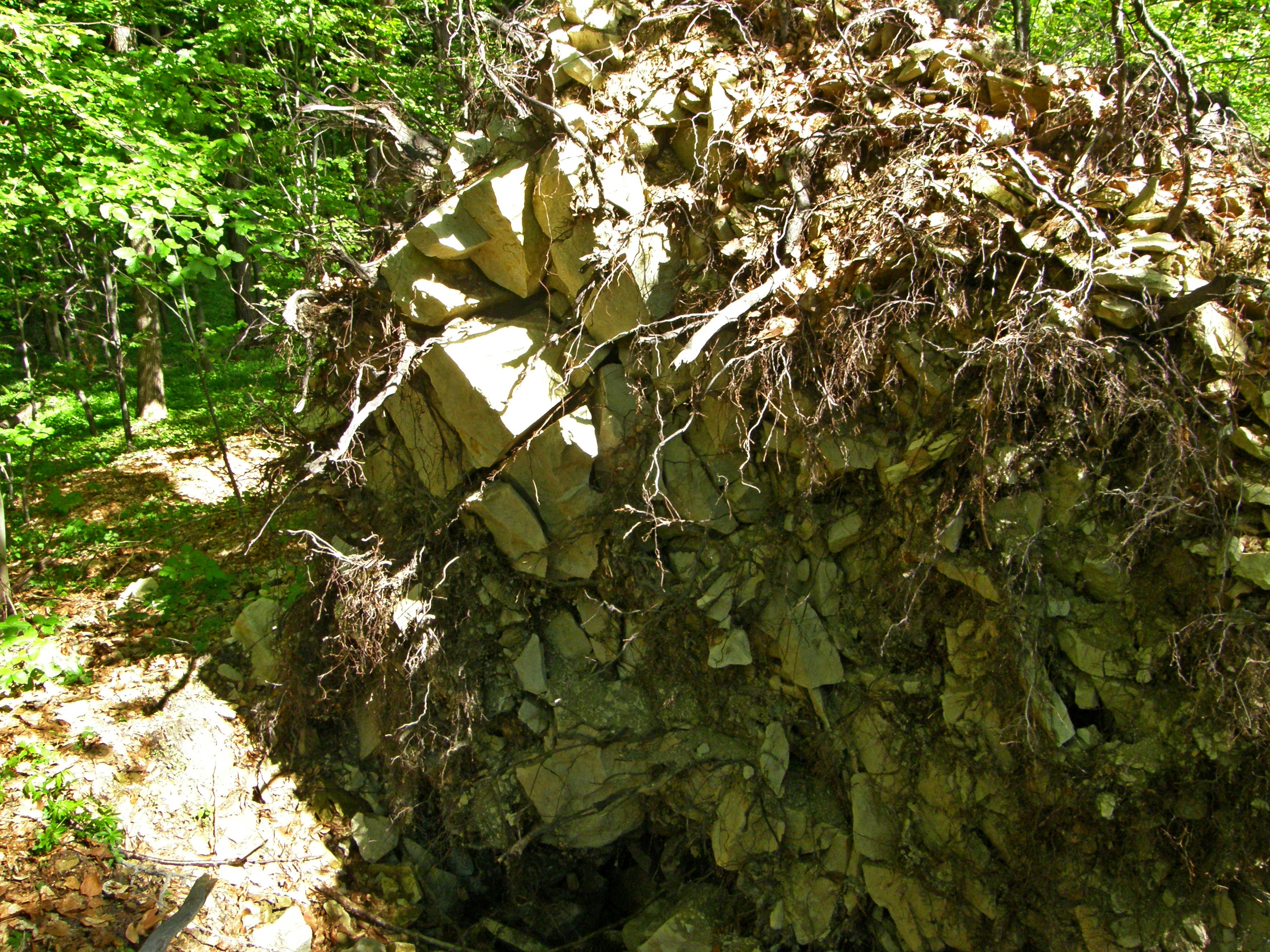 Fot. 2. Kredowa skała macierzysta i płytka rędzina w bryle korzeniowej wywróconego buka.