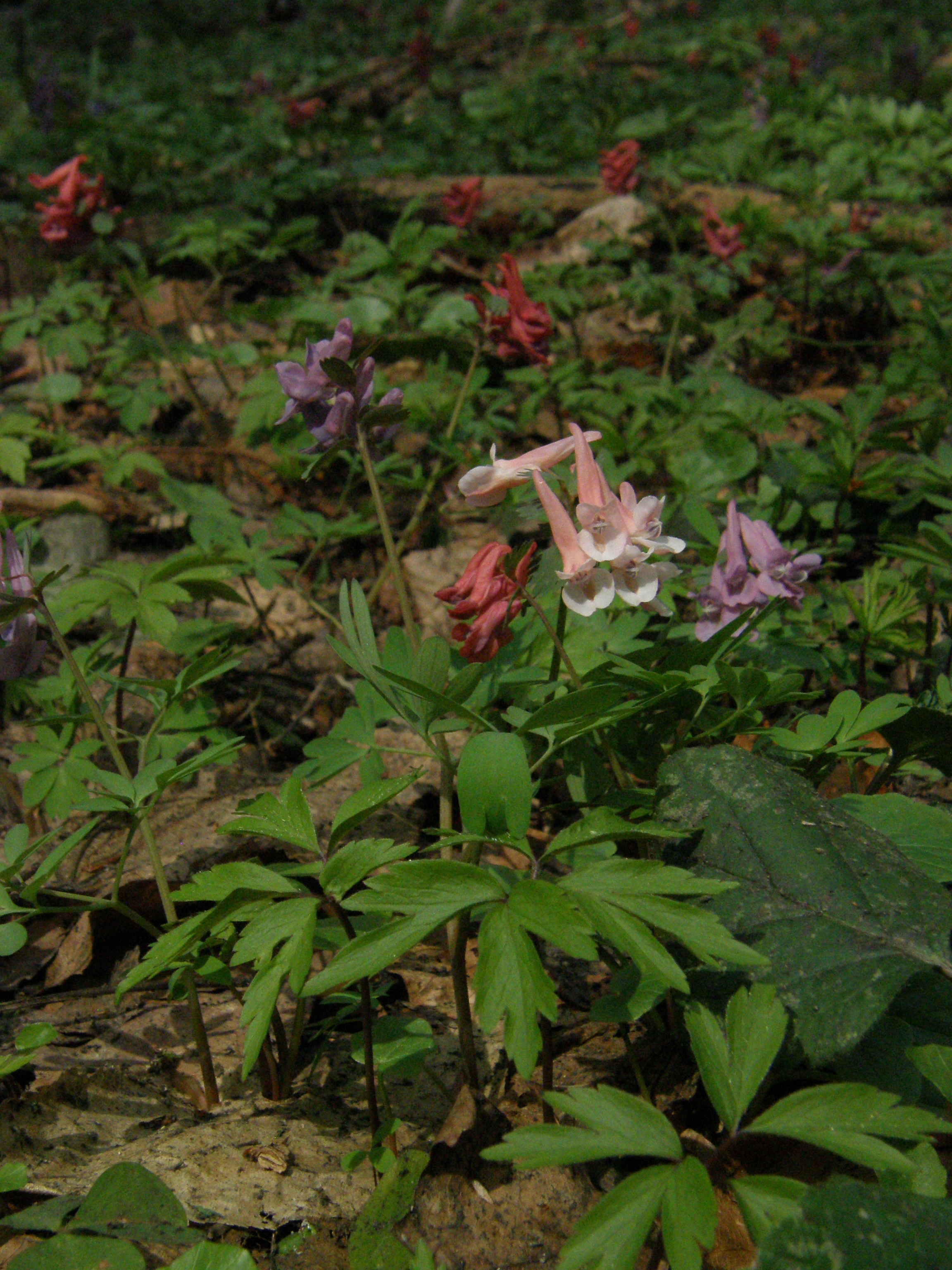 Fot. 1. Różnokolorowe kwiaty kokoryczy pełnej wczesną wiosną. 