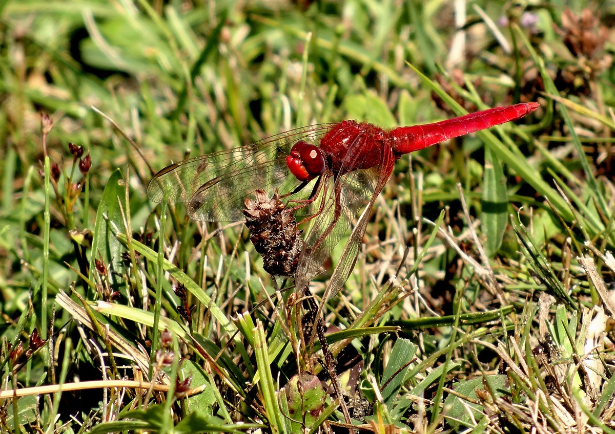 Fot. 9. Szafranka czerwona – rzadki gatunek ważki.