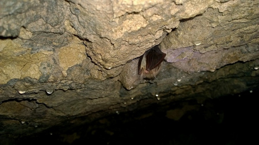 Fot. 7.Gacek brunatny – najpospolitszy gatunek nietoperza w RPN.